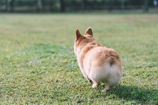 the back of corgi running in the park