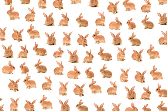 the log of base 2 of 128 rabbits is 7 which gives some sense of how quickly you might get 128 rabbits from only 2 rabbits