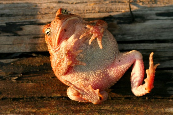 toad dying in the sun