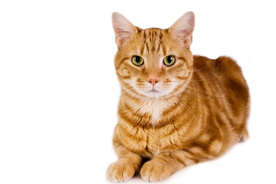top 10 unusual phobias vol 2 ailurophobia