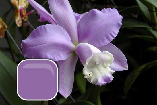top 10 words for unusual colors worth looking at cattleya