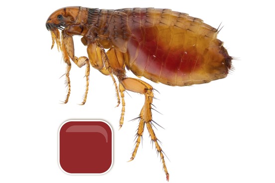 top 10 words for unusual colors worth looking at puce