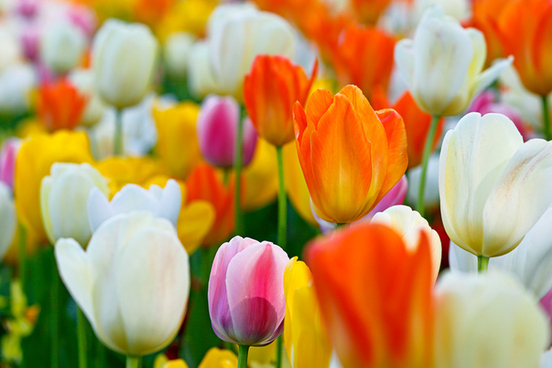 tulip