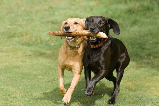 two dogs play with a stick