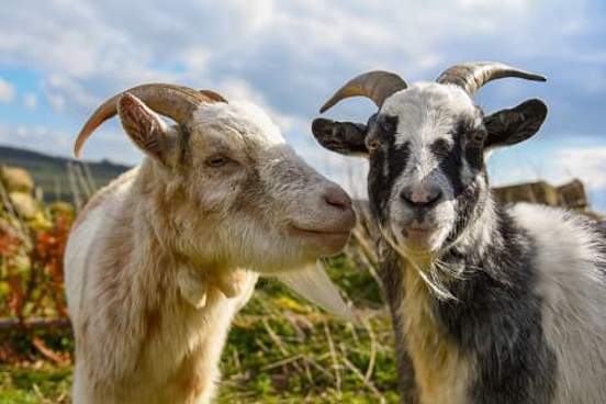 two goats
