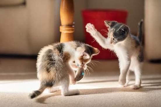 two kittens playing