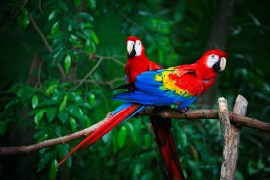 two parrots