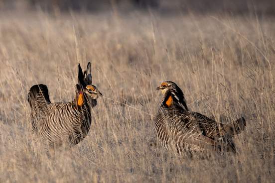 two prairie chickens face off in a field