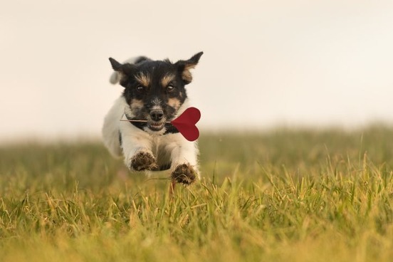 valentine dog love poem