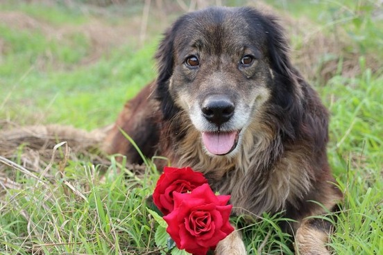 valentine dog with flowers