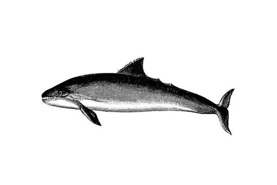 vaquita image