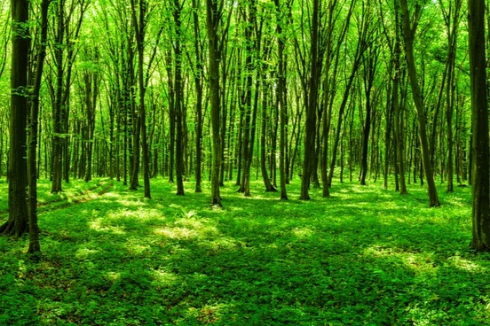 verdant