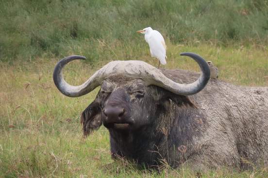 water buffalo sitting with white bird on head 