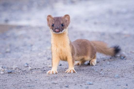 weasel 