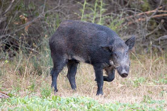 wild hog