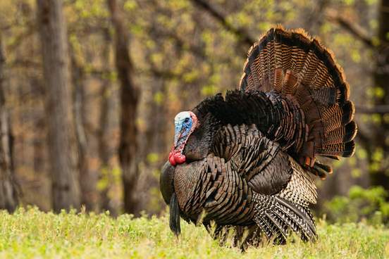 wild turkey showing plumage 