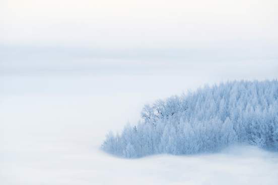 winter ice fog from the river covers a birch grove 