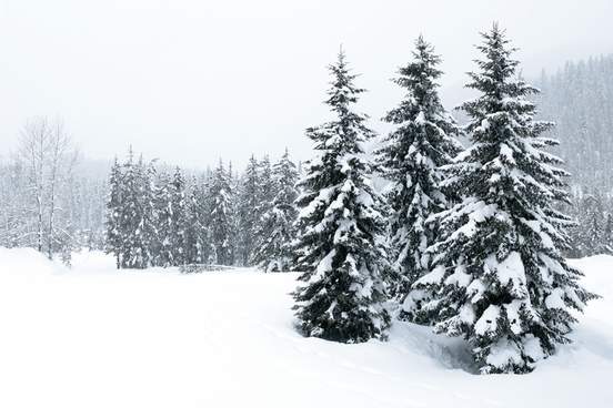 winter landscape