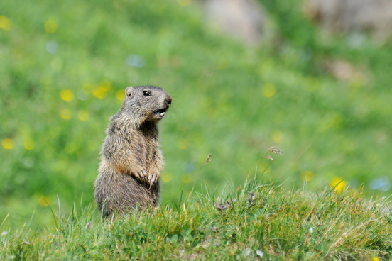 woodchuck