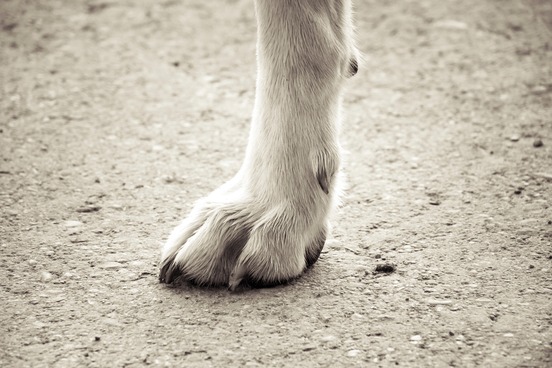 words for things you didnt know have names vol 2 dewclaw