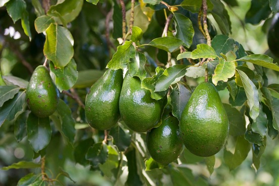 words with remarkable origins vol 1 avocado