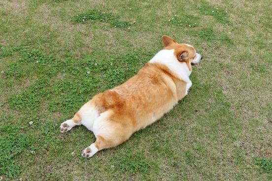 words youve never used callypigian corgi