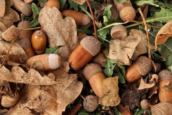 words youve never used mast acorns
