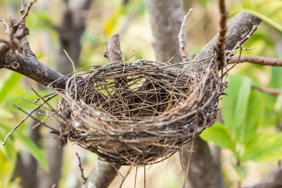 words youve never used nidification birds nest