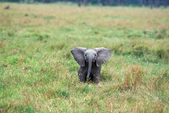 young elephant sitting in a field