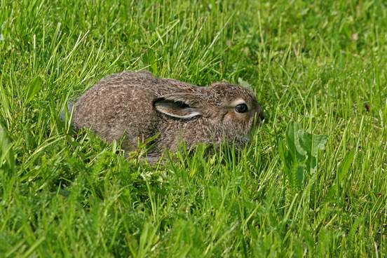 young mountain hare hides in grass
