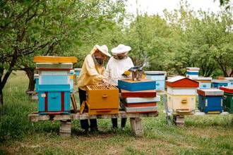 Beekeepers working on their apiary