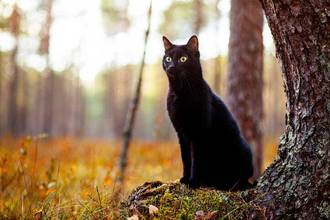 Black cat sitting near a large tree in the forrest