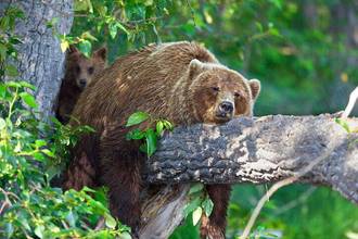 Brown bear lying down tiredly on large branch