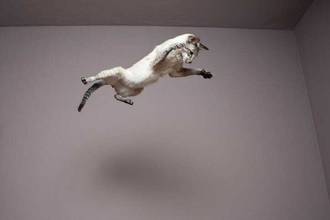 Cat flying through the air