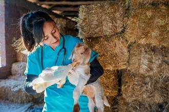 Female veterinarian checking baby goat's health while feeding