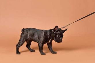 French Bulldog puppy being pulled on a leash