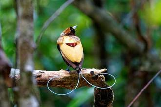 Magnificent Bird of Paradise
