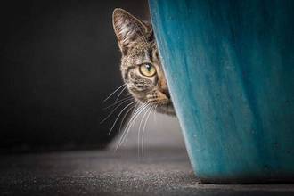 Word of the Day: discreet