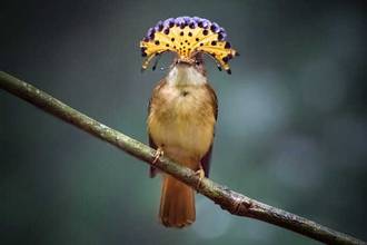 Tropical Royal flycatcher female displaying her crest