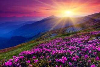 a beautiful flower field among the mountains with the sun setting in the background
