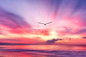 a bird flying towards a beautiful warm toned sunset above the ocean