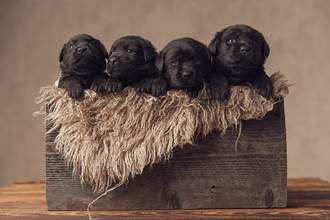 a box of puppies