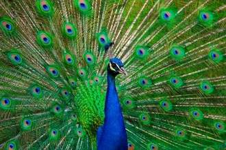 a brightly colored peacock staring to the side with its back feathers spread out covering the whole background