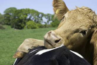 a brown cow cuddling a spotted black and white cow