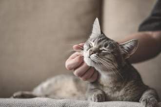 a cat looking calm while its owner scratches up its chin lovingly