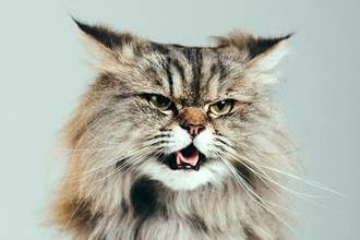a cat looking feisty