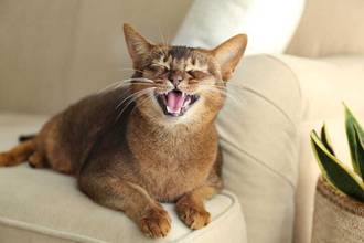 a cat sitting on a couch meowing
