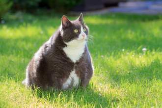 a chunky cat sitting in the grass looking stunned