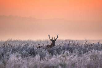 a deer standing in the middle of a purple field of lavender looking at the camera during dawn