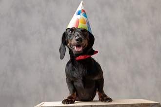 a dog in a party hat